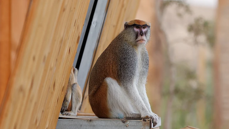 מדבריום פארק החיות בבאר שבע