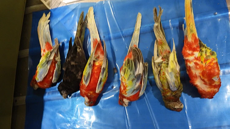 הציפורים שהוברחו