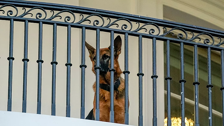 קומנדר הכלב של נשיא ארה"ב, ג'ו ביידן