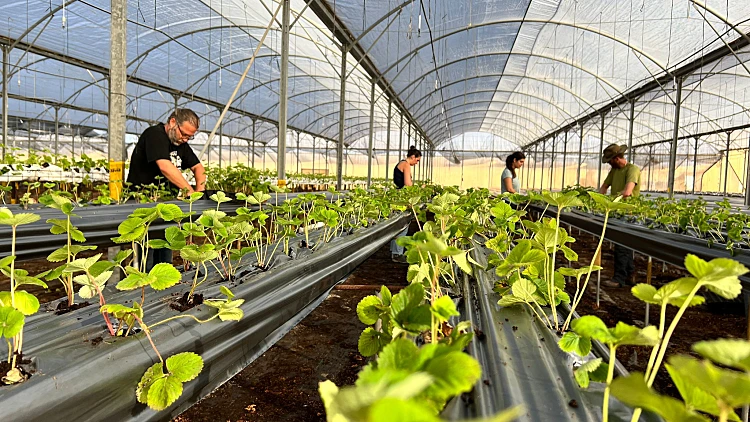 באוצר מציעים: מענקים לישראלים שיחליפו את העובדים הזרים