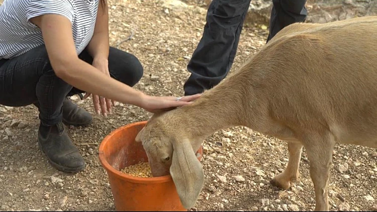 מבצע חילוץ בעלי החיים חרבות ברזל