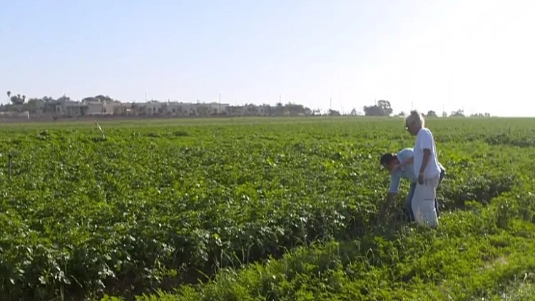 שותלים עתיד בעוטף: החמ"ל שמאפשר לחקלאים לשוב לפעול