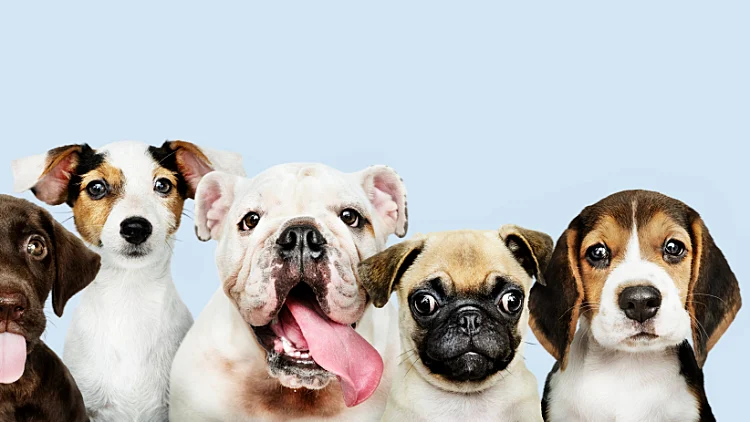 Group Portrait Adorable Puppie