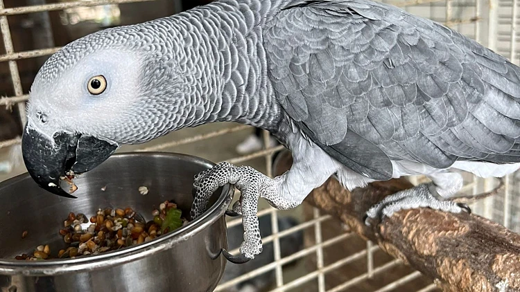 התוכי מומו בביתו החדש בכפר הארנבונים