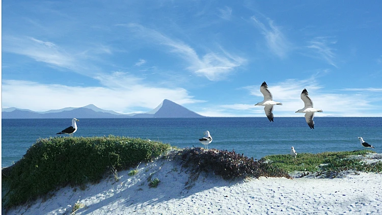 דרום אפריקה