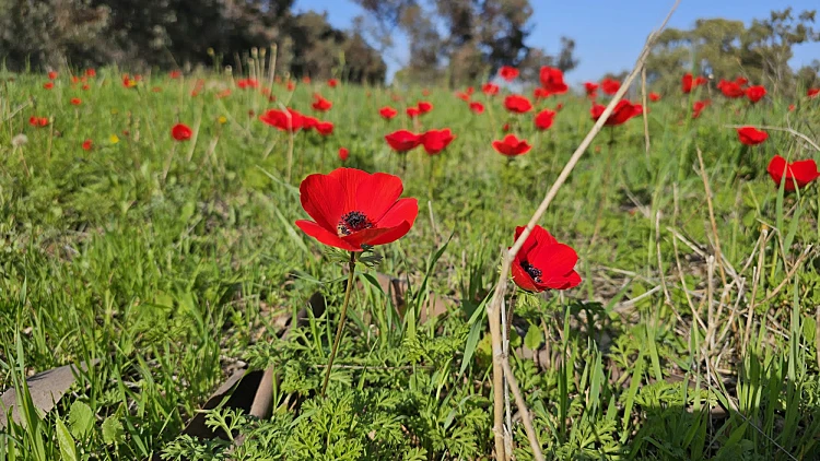 כלניות ביער רוחמה קק"ל
