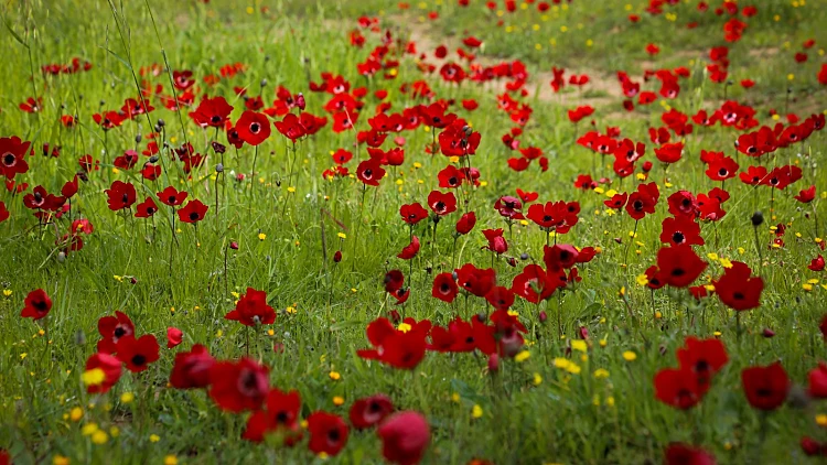 פריחת הכלניות בדרום