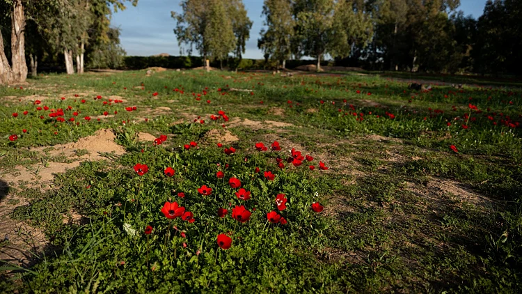 כלניות ביער ניר משה