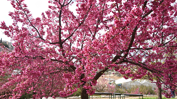 פריחות הדובדבן בגן הבוטני
