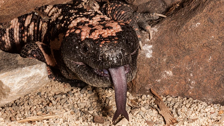 Venomous,gila,monster