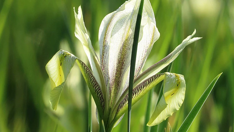 פריחת אירוס הביצות באחו נוב