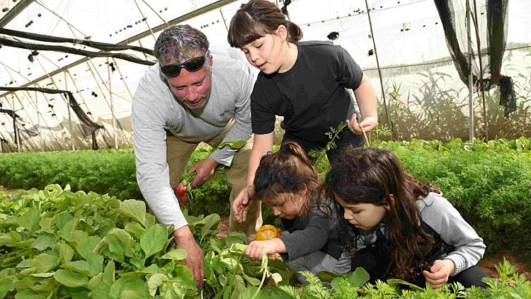 מהחממה לצלחת