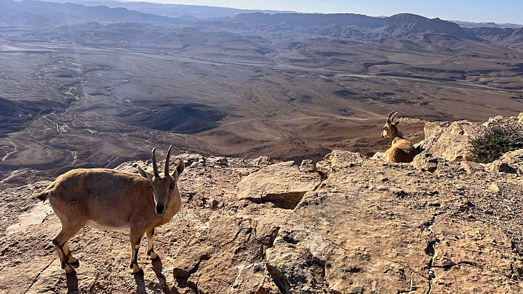 סופש במצפה רמון