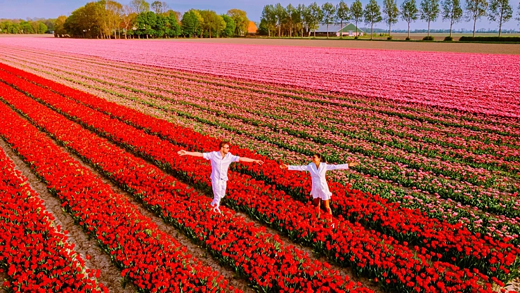 שדות צבעונים במחוז פלבולנד הולנד