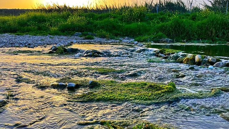 163017287נחל תנינים - פסטיבל תניניעדה