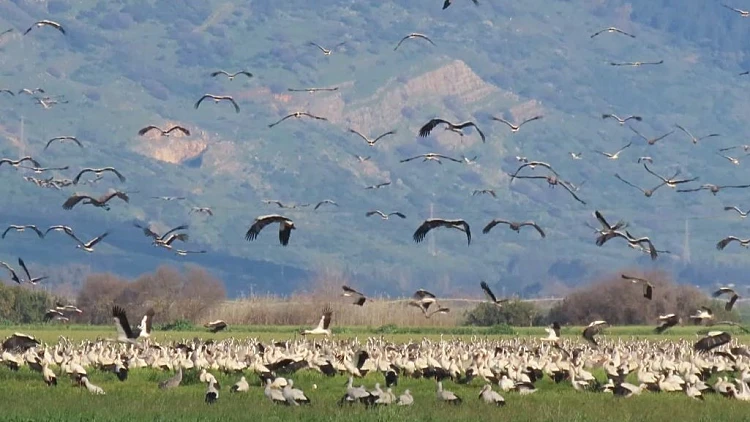 התחזית: מזג אוויר מעונן, עם אפשרות לגשם בהמשך השבוע