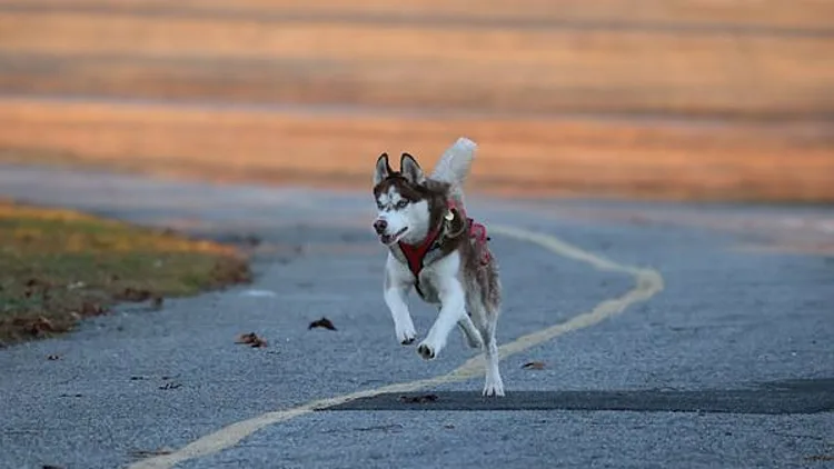 Resized Pexels Photo 19757897