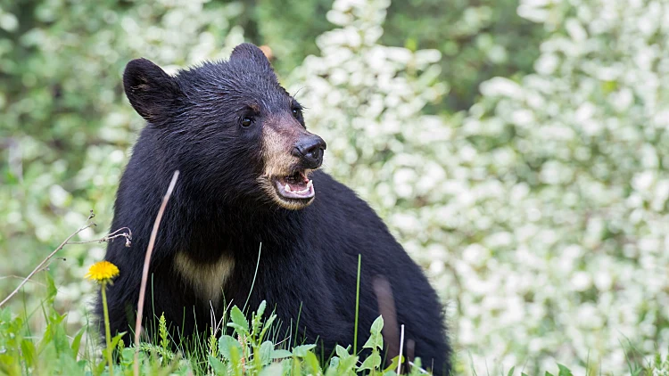 Black,bear,in,the,rocky,mountains