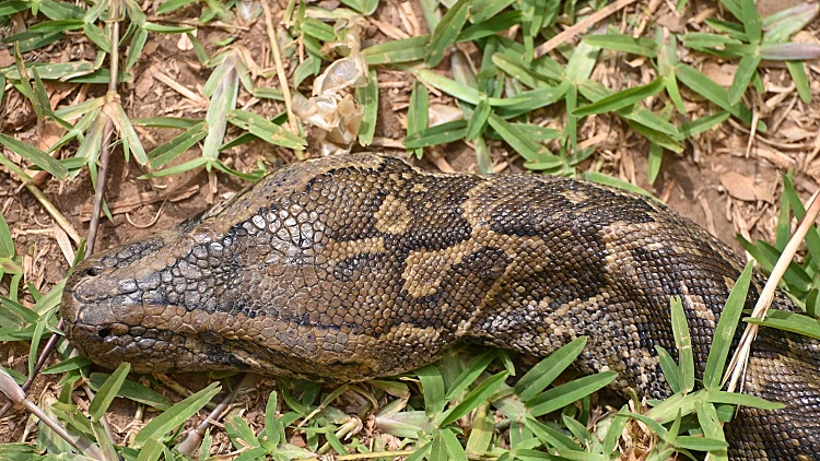 מחריד: גופתה של האישה שנעדרה נמצאה בתוך נחש פיתון