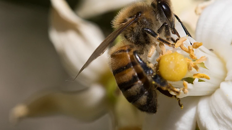 דבורים דבורה