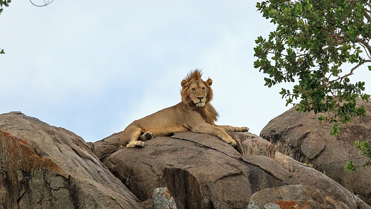 A,young,african,masai,lion,on,a,kopje,or,rock