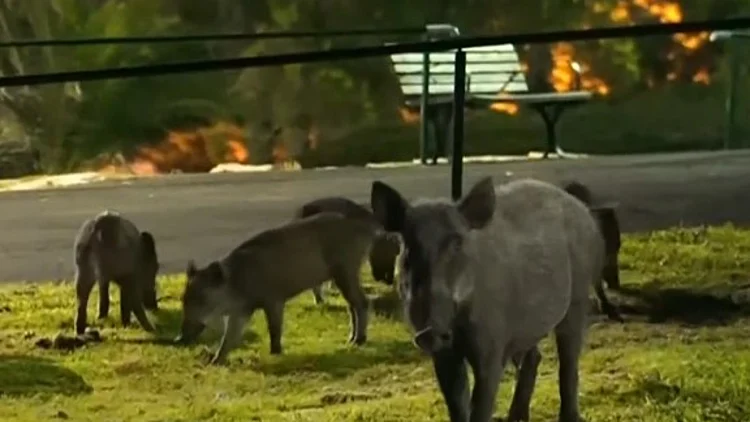 אחרי 90 יום: האם יהב עמד בהבטחה להסיר את איום החזירים בחיפה?