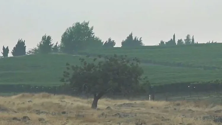 בציר תחת אש: הכורמים בצפון נאבקים לשמור על היין