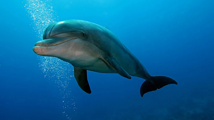 Bottlenose,dolphin