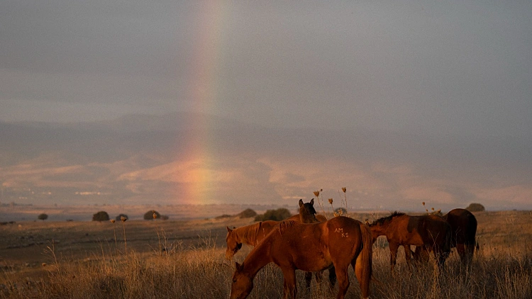 התחזית: בהיר ונוח, ללא שינוי ניכר בטמפרטורות