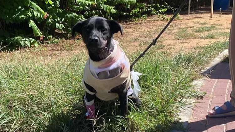 הצילו את חיי הכלבה שנפצעה בפיגוע: "היא כבר בת משפחה אצלנו"