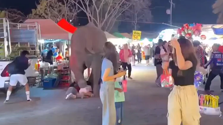 5 פצועים הובהלו לבית החולים לאחר שנרמסו על ידי פיל מבוהל בתאילנד
