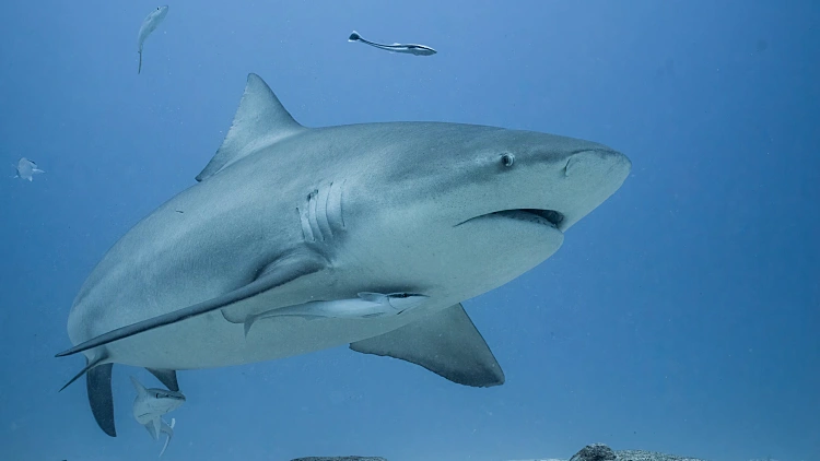 כריש נצפה בתל אביב: חוף הצוק הצפוני והדרומי נסגרו לרחצה