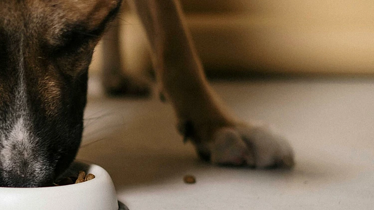 אילוסטרציה