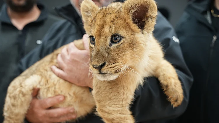 לאחר שתועדו ברשתות: גור אריות ו-2 קופים אותרו בפזורה הבדואית