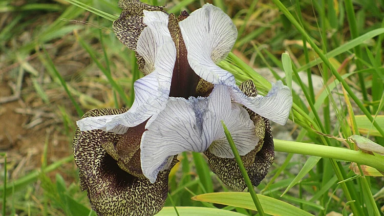 אירוס החרמון