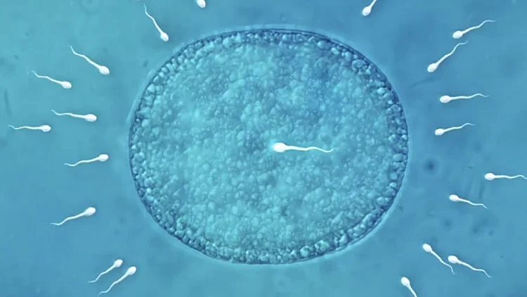 Sperm1