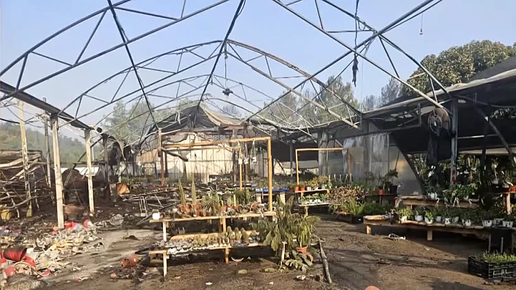 "נראה מה אנחנו עושים": בעל המשתלה הוותיקה על הנזקים