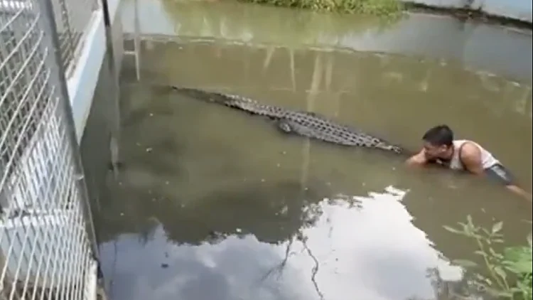 תייר נכנס לכלוב התנינים כדי לצלם סלפי וזה כמעט נגמר באסון