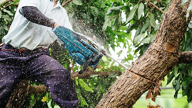 Woodman,uses,his,chainsaw,cut,the,tree.