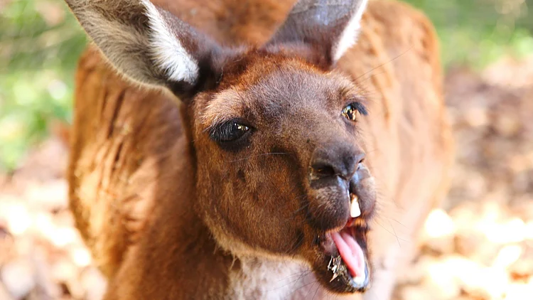 גבר בן 52 נמצא ללא רוח חיים בכלוב הקנגורו בגן החיות