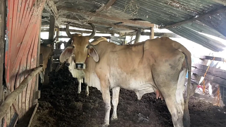Cow3qd