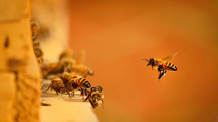 Beekeeping,or,apiculture,,care,of,the,bees,,working,hand,on