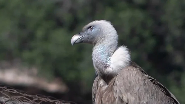 "סניטר הטבע": האנשים שמקדישים את חייהם להצלת הנשרים מהכחדה