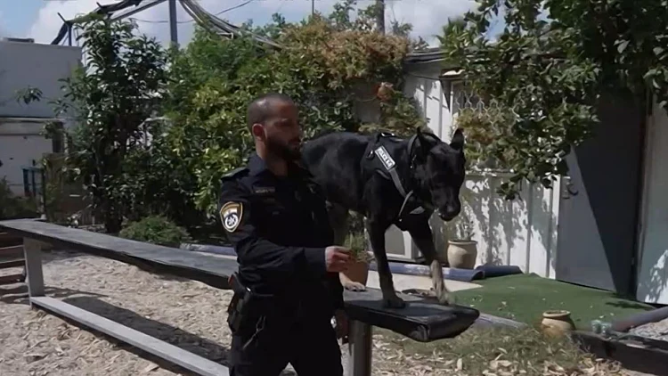 שוטר על ארבע: הכלבים שמצטרפים למשטרה ומסתערים על חשודים