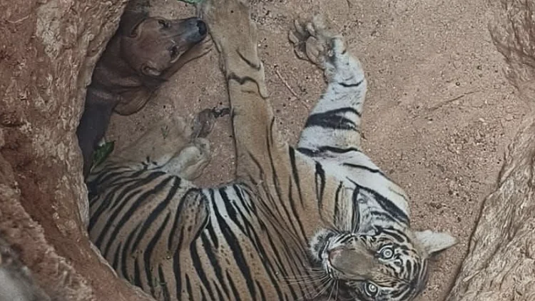 Tiger And Dog 2