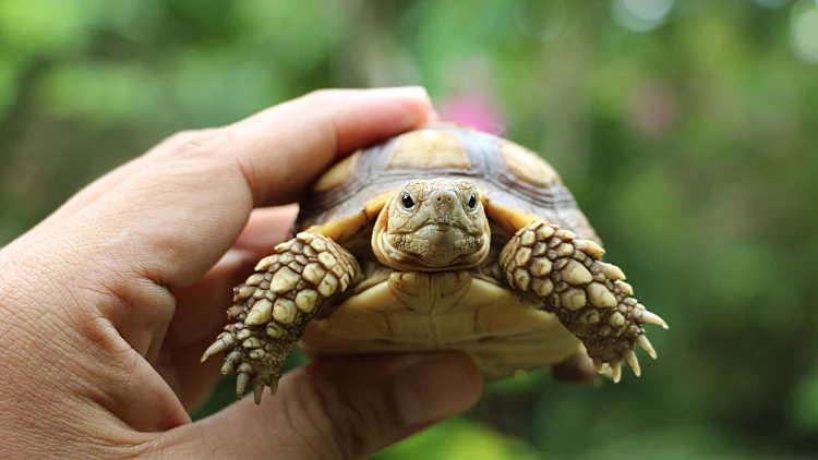 Tortoise,on,the,hands,of,man,(african,spurred,tortoise,),cute
