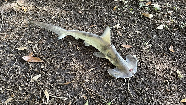 Shark