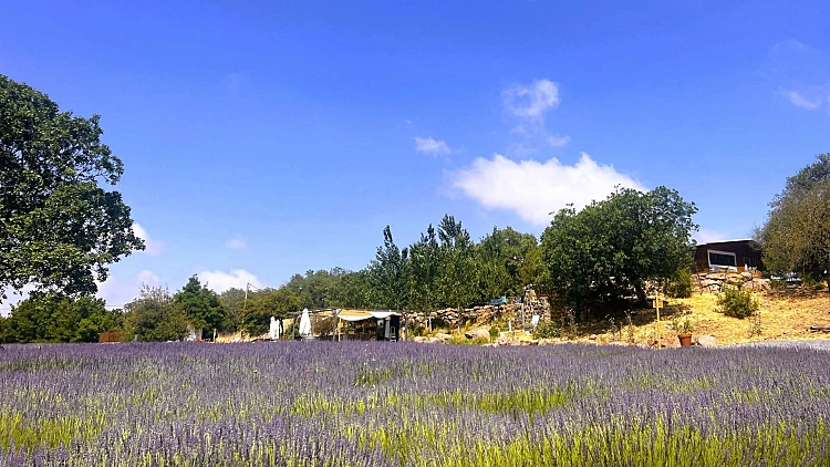 הגולן כמו שלא הכרתם: יום טיול מיוחד ומפתיע ברמת הגולן