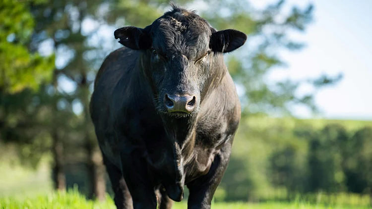 Beef,cattle,and,cows,in,australia