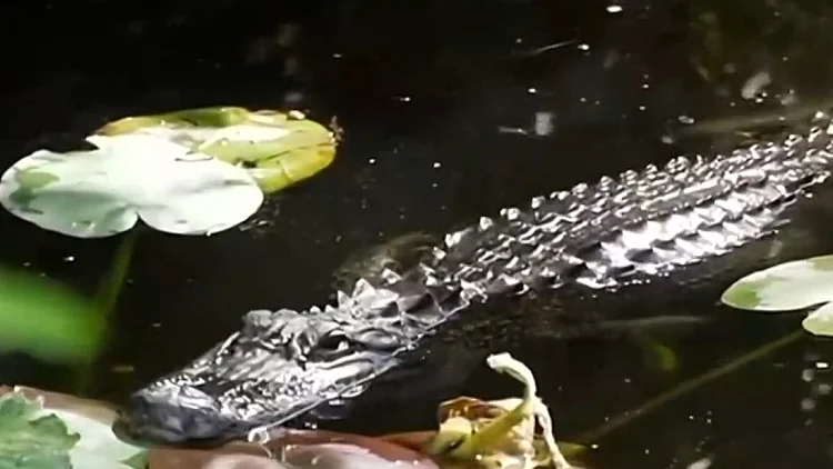 כלא התנינים של טראמפ: בית הסוהר למהגרים - במאות מיליונים